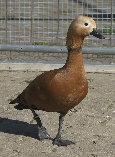 电子证照